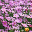 산동교 친수공원 축구장 이미지