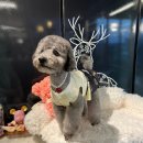 애견카페 제니콩콩 | 원주 반곡동 혁신도시 애견미용카페 제니콩콩 만족후기