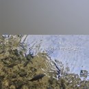 구갈레스피아_M 이미지