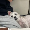 달래동물의료센터 이미지