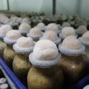 송이농장 이미지