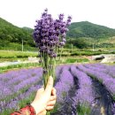 라벤더 이미지