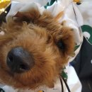 맘마드멍 | 딩동펫 반려동물 러블 후디 우비, 곰돌이_쿠팡 구매 후기, 귀여움 한도 초과🐕