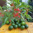 새별농장 이미지