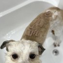 오멍누 | [대구 애견미용 오멍누] 발리가 좋아하는 선생님들과 함께 한 목욕시간!| Before&amp;After를 보세요! (위치...