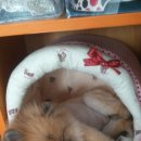 까가주개 이미지