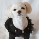 단델리온(Dandelion) 이미지