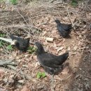 구성농장 이미지