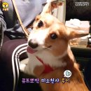 로이펫택시 이미지