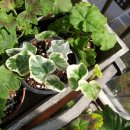 아이비피아 이미지