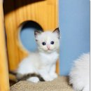 Fall in Rags 이미지