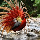The Most Incredible Bird Display You’ll Ever See (4K) | 이미지