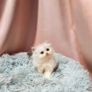 요미캣 고양이분양 일산점 이미지