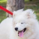 댕댕이연구소 이미지