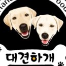 대견하개 이미지