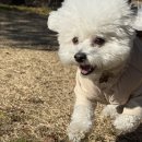 멍줍강아지산책유치원 | 창원애견호텔 멍줍 강아지 산책 유치원, 반려견의 행복을 책임지는 곳