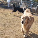 왕짱 애견 유치원 | 가둬두지 않아 더 믿음 가는 곳, 행동학 기반으로 운영되는 애견카페왕 애견유치원·애견호텔 솔직 후기