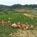 행복하닭 이미지