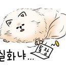 벨라펫 이미지