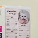 무마취 고양이 미용실 반할고양 네이버블로그