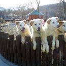 더사랑할개 이미지