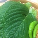 참소정 이미지