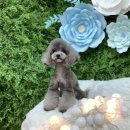 페스츄리(PET'S TREE) 이미지