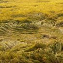 진흥농장 이미지