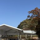 광장길 | 단풍 명소] 2025 가을맞이 백범광장공원, 남산둘레길, 남산타워 단풍구경 후기, 11월 단풍 실시간 현황