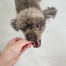 버블독스광주양산점 이미지