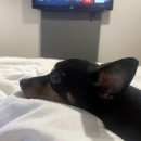 호텔XYM(premier) 이미지