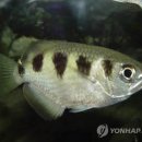 고기가 이미지