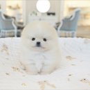 야옹아 멍멍해봐 강아지고양이 평택점 이미지