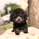 예쁜강아지 | 우리 집 새 식구를 찾아서, 성남강아지분양 후기 (YOMIDOG)