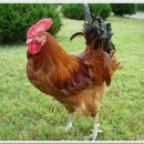 2017년 정유년(丁酉年) “붉은 닭(雞;鷄) 해” 이미지