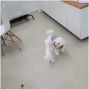 더펫 - 정읍시 충정로 257-14 | 더펫