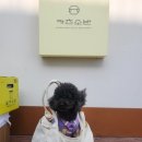 소반 | [내돈내산] 울산 동구 애견동반 식당 '카츠소반' 이용 후기