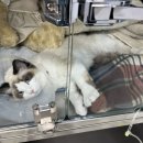 참동물병원 이미지