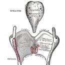 영어 입문 이미지