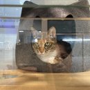 야당동물병원 | 야당동물병원 고양이 1차 접종 솔직후기