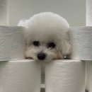 멍줍강아지산책유치원 이미지
