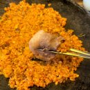 남부오양 이미지