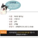 스핑크스 고양이분양 프라임캣 - 파라오 왕자님 이미지