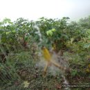 신기한농장 이미지