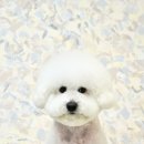 트리밍스튜디오제제 이미지