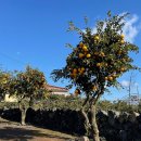 하신상로 | [제주 2일차] 서귀포 신효동 고사리해장국 몸국 맛집 탐나는식당 내돈내산 방문후기