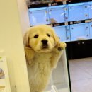 개키우는남자 강아지분양 대구본점 이미지