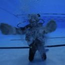 스킨스쿠버, 스킨다이빙(화) | 창원 스쿠버다이빙 [마린버블다이브] 스킨스쿠버 체험 후기