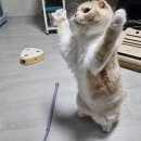 토우마루 | 그레이코트 닥터토루 | 잠만 자던 8살 마루, 남다른 활력 보이다