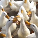 오리농장 이미지